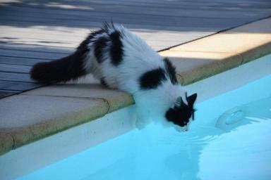 kočka u bazénu